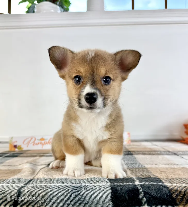 CKC MJ – Pembroke Welsh Corgi puppy for sale in Indianapolis, IN