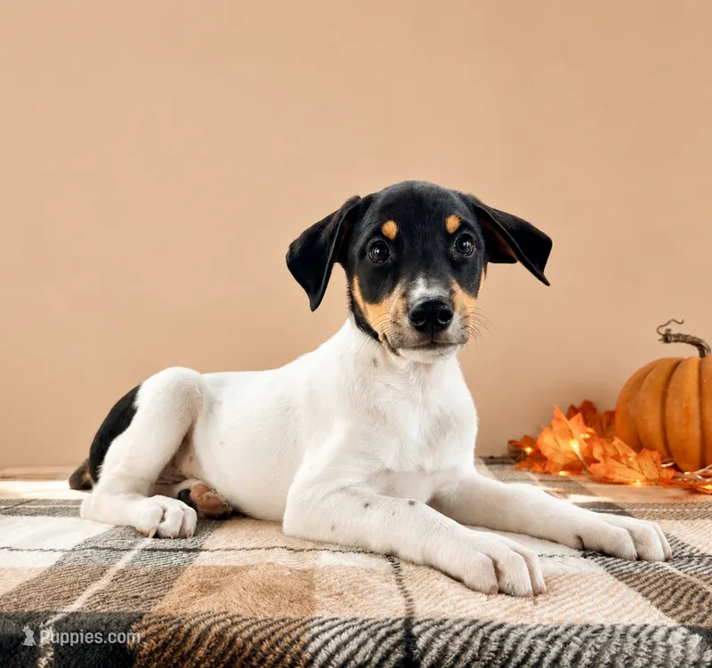 Copper – Rat Terrier, Doberman Pinscher puppy for sale in Indianapolis, IN