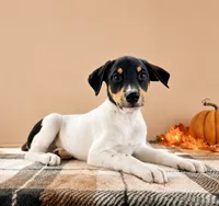 Copper, a male Rat Terrier and Doberman Pinscher for sale in Indianapolis, IN – 1 of 4