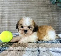 Shock, a female Mal Shi for sale in Indianapolis, IN – 5 of 5