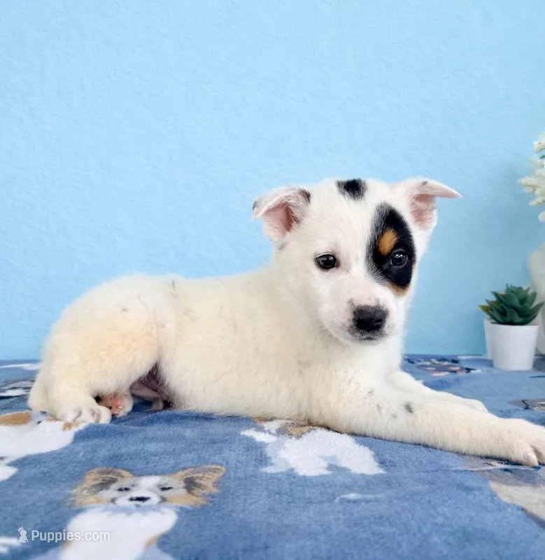 Spot – Australian Cattle Dog puppy for sale in Indianapolis, IN