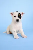 Spot, a male Australian Cattle Dog for sale in Indianapolis, IN – Photo 4 of 4