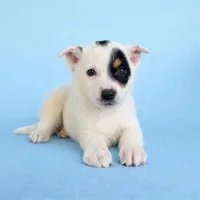 Spot, a male Australian Cattle Dog for sale in Indianapolis, IN – Photo 2 of 4