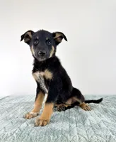Zeus, a male Australian Cattle Dog and German Shepherd Dog for sale in Indianapolis, IN – 4 of 5