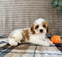 Nemo, a male Cavapoo for sale in Indianapolis, IN – 3 of 5