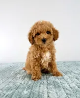 Maple, a female Cavapoo for sale in Indianapolis, IN – 6 of 6
