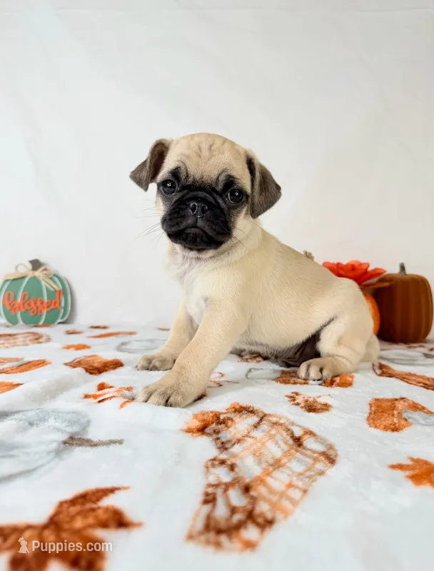 Princeton – Pug puppy for sale in Indianapolis, IN