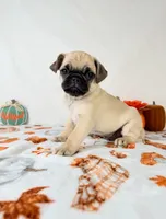 Princeton, a male Pug for sale in Indianapolis, IN – 1 of 5