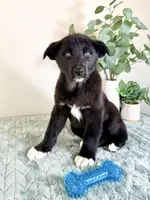 Bear, a male German Shepherd Dog and Siberian Husky for sale in Indianapolis, IN – Photo 5 of 6