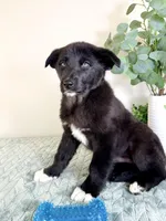 Bear, a male German Shepherd Dog and Siberian Husky for sale in Indianapolis, IN – Photo 4 of 6