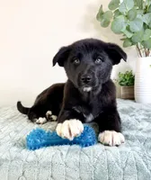 Bear, a male German Shepherd Dog and Siberian Husky for sale in Indianapolis, IN – Photo 1 of 6