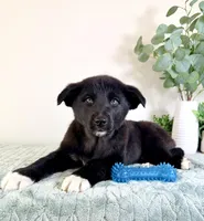 Bear, a male German Shepherd Dog and Siberian Husky for sale in Indianapolis, IN – Photo 2 of 6
