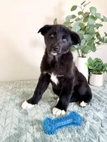 Bear, a male German Shepherd Dog and Siberian Husky for sale in Indianapolis, IN – Photo 6 of 6