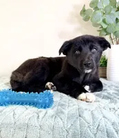 Bear, a male German Shepherd Dog and Siberian Husky for sale in Indianapolis, IN – Photo 3 of 6