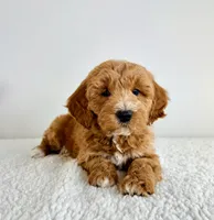 Garrett, a male Miniature Goldendoodle for sale in Indianapolis, IN – 3 of 5