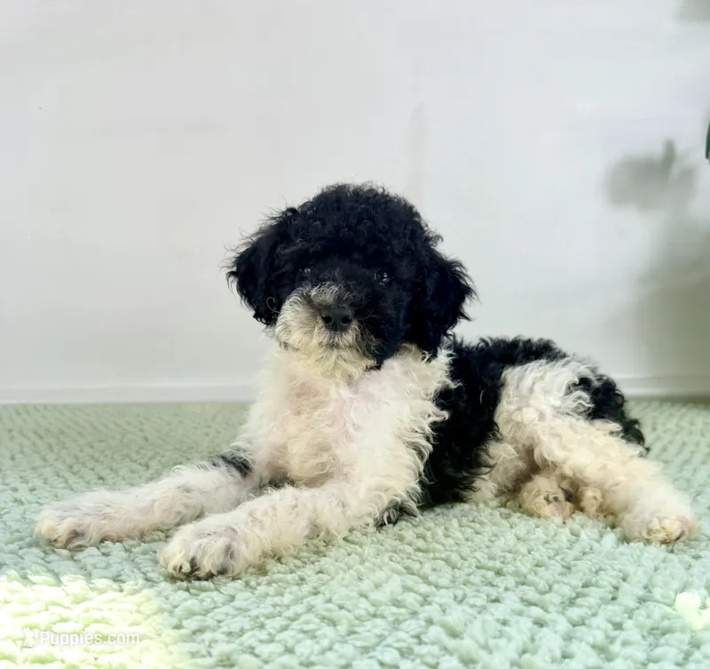Wednesday  – Miniature Bernedoodle puppy for sale in Indianapolis, IN