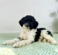 Wednesday , a female Miniature Bernedoodle for sale in Indianapolis, IN – 1 of 5