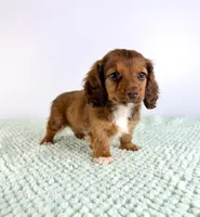 AKC Delilah, a female Miniature Dachshund for sale in Indianapolis, IN – 3 of 5