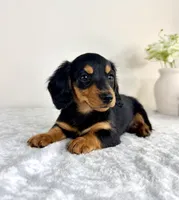 Delilah, a male Miniature Dachshund for sale in Indianapolis, IN – 1 of 6