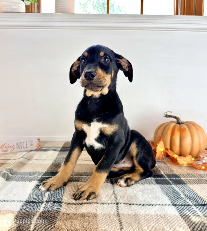 Prince – Doberman Pinscher puppy for sale in Indianapolis, IN