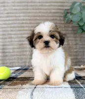 Sally, a female Mal Shi for sale in Indianapolis, IN – 3 of 6