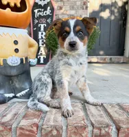 Waylon, a male Australian Cattle Dog for sale in Indianapolis, IN – 2 of 5