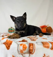 Skye, a female German Shepherd Dog for sale in Indianapolis, IN – 2 of 5