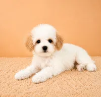 Peaches, a female Cavapoo for sale in Indianapolis, IN – 5 of 5