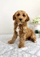 Grayson, a male Miniature Goldendoodle for sale in Indianapolis, IN – 3 of 6