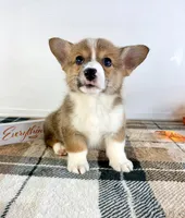CKC Rio, a male Pembroke Welsh Corgi for sale in Indianapolis, IN – 4 of 5