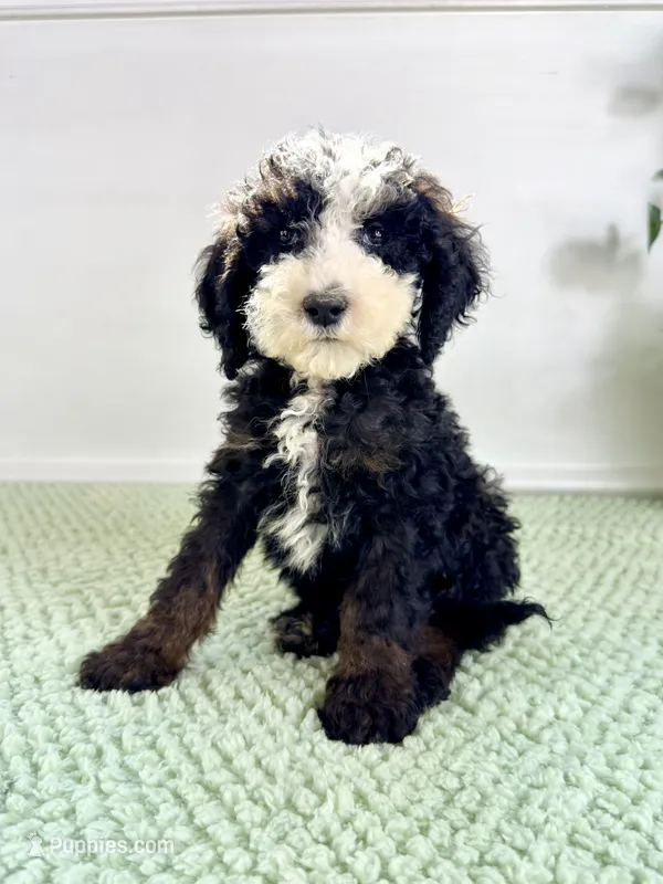Casper – Miniature Bernedoodle puppy for sale in Indianapolis, IN