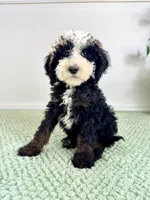 Casper, a male Miniature Bernedoodle for sale in Indianapolis, IN – 1 of 6
