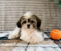 Jack, a male Mal Shi for sale in Indianapolis, IN – 2 of 5