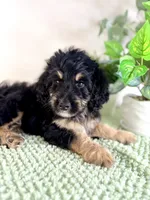 Dobby, a male Miniature Bernedoodle for sale in Indianapolis, IN – 6 of 7