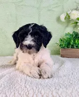 Dallas, a male Miniature Bernedoodle for sale in Indianapolis, IN – Photo 2 of 5