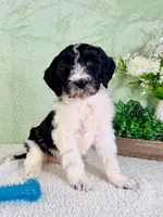 Dallas, a male Miniature Bernedoodle for sale in Indianapolis, IN – Photo 1 of 5