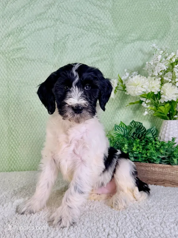 Dallas – Miniature Bernedoodle puppy for sale in Indianapolis, IN