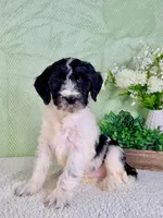 Dallas, a male Miniature Bernedoodle for sale in Indianapolis, IN – Photo 3 of 5