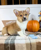 CKC Parker, a male Pembroke Welsh Corgi for sale in Indianapolis, IN – 4 of 4