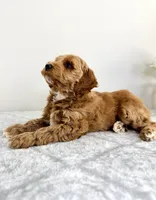 Grayson, a male Miniature Goldendoodle for sale in Indianapolis, IN – 5 of 6