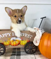 CKC Parker, a male Pembroke Welsh Corgi for sale in Indianapolis, IN – 2 of 4