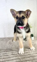 Sadie, a female German Shepherd Dog and Miniature Australian Shepherd for sale in Indianapolis, IN – 4 of 5