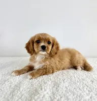 Charlie, a male Cavapoo for sale in Indianapolis, IN – 3 of 5