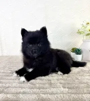 Jewels, a female Pomsky for sale in Indianapolis, IN – 3 of 5