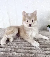 Wolfe, a male Pomsky for sale in Indianapolis, IN – 4 of 6