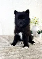 Jewels, a female Pomsky for sale in Indianapolis, IN – 5 of 5