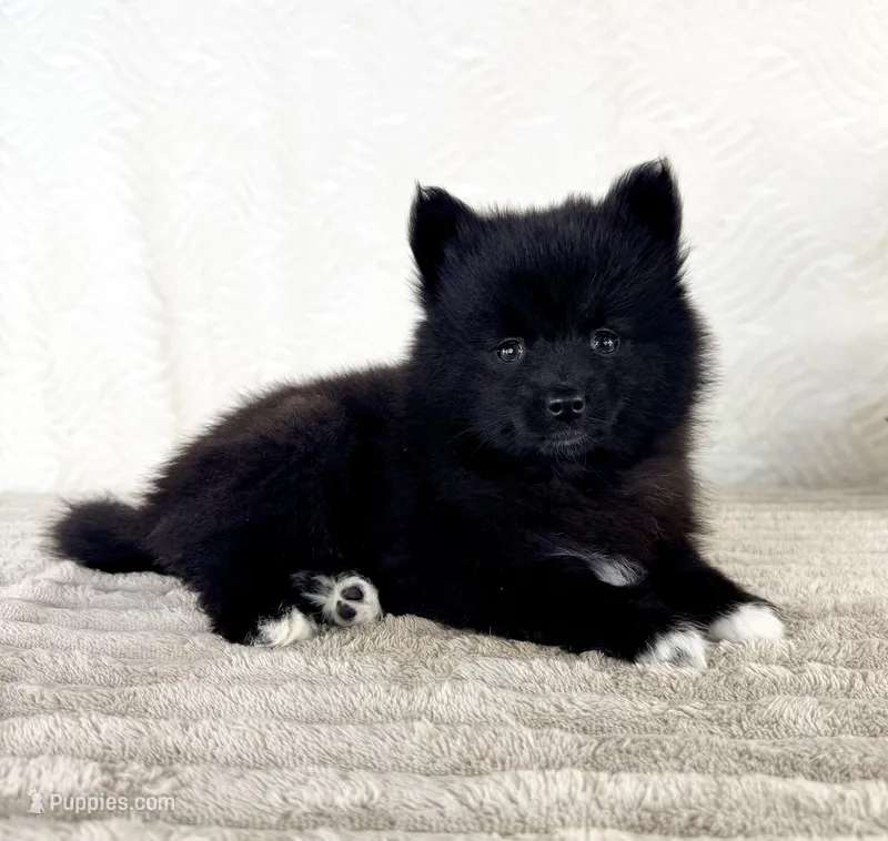 Jewels – Pomsky puppy for sale in Indianapolis, IN