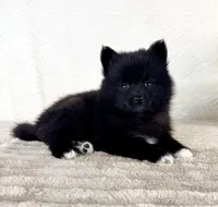 Jewels, a female Pomsky for sale in Indianapolis, IN – 1 of 5