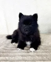 Jewels, a female Pomsky for sale in Indianapolis, IN – 2 of 5