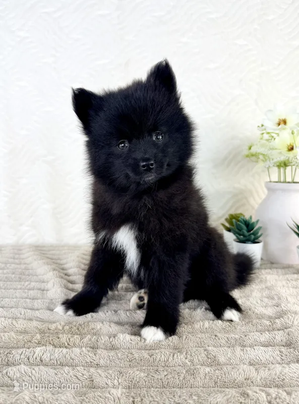 Jewels – Pomsky puppy for sale in Indianapolis, IN